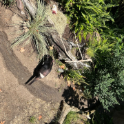 San Diego Zoo photo submitted by Ermine Dieckman
