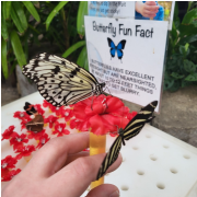 Butterfly Palace & Rainforest Adventure photo submitted by Michelle Cupp
