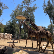 San Diego Zoo photo submitted by Peace Geiss