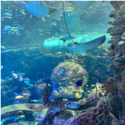 Aquarium at the Boardwalk photo submitted by Megan Aguilar