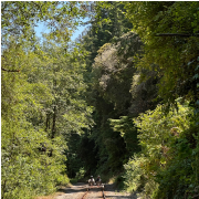 Railbike Excursion Along Pudding Creek photo submitted by Yuhua Huang