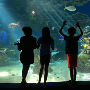 Ripley's Aquarium of the Smokies photo submitted by Megan Andrews