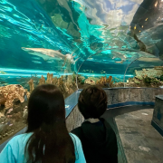 Ripley's Aquarium of the Smokies photo submitted by Megan Andrews