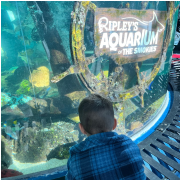 Ripley's Aquarium of the Smokies photo submitted by Josie Rayos