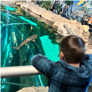 Ripley's Aquarium of the Smokies photo submitted by Josie Rayos