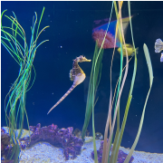 Ripley's Aquarium of Myrtle Beach photo submitted by LaDonna McAlvain