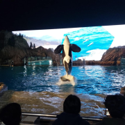 SeaWorld San Diego photo submitted by HINARII LAI