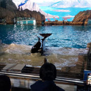 SeaWorld San Diego photo submitted by HINARII LAI