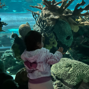 Ripley's Aquarium of the Smokies photo submitted by Zoraida Rivero Granda