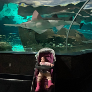 Ripley's Aquarium of the Smokies photo submitted by Zoraida Rivero Granda