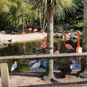 Flamingo Gardens photo submitted by Laura Sawyer