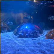 Ripley's Aquarium of Myrtle Beach photo submitted by Cheyenne Burnette