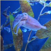 Ripley's Aquarium of the Smokies photo submitted by Felicia Weathers