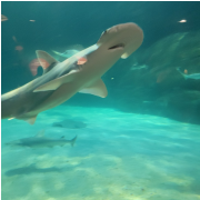 Ripley's Aquarium of the Smokies photo submitted by Felicia Weathers