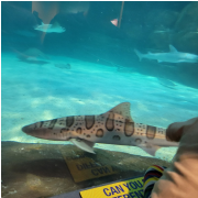Ripley's Aquarium of the Smokies photo submitted by Felicia Weathers