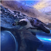 Ripley's Aquarium of the Smokies photo submitted by Felicia Weathers