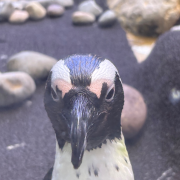 Ripley's Aquarium of the Smokies photo submitted by James Camplin