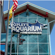 Ripley's Aquarium of the Smokies photo submitted by James Camplin