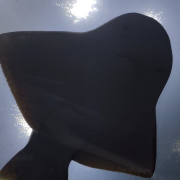 Georgia Aquarium photo submitted by Erin Arant