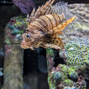 Johnny Morris' Wonders of Wildlife National Museum & Aquarium photo submitted by Deb Summers