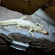 Johnny Morris' Wonders of Wildlife National Museum & Aquarium photo submitted by Deb Summers
