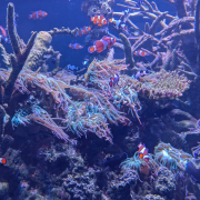 Johnny Morris' Wonders of Wildlife National Museum & Aquarium photo submitted by Deb Summers