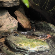 Johnny Morris' Wonders of Wildlife National Museum & Aquarium photo submitted by Deb Summers