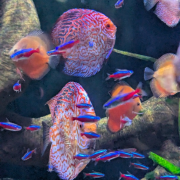 Johnny Morris' Wonders of Wildlife National Museum & Aquarium photo submitted by Deb Summers