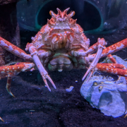 Johnny Morris' Wonders of Wildlife National Museum & Aquarium photo submitted by Deb Summers
