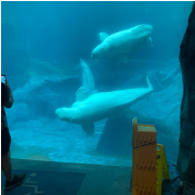 Georgia Aquarium photo submitted by Carol Dunn