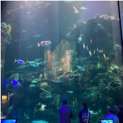 Johnny Morris' Wonders of Wildlife National Museum & Aquarium photo submitted by Lori Foos