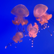 Johnny Morris' Wonders of Wildlife National Museum & Aquarium photo submitted by Jessica Vernier