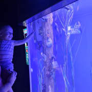 Ripley's Aquarium of the Smokies photo submitted by Debra Singleton