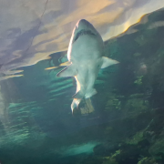 Ripley's Aquarium of the Smokies photo submitted by Debra Singleton
