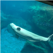 Georgia Aquarium photo submitted by Shalyn Mabritto