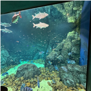 Georgia Aquarium photo submitted by Shalyn Mabritto