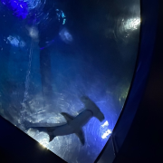Georgia Aquarium photo submitted by Shalyn Mabritto