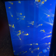 Georgia Aquarium photo submitted by Shalyn Mabritto