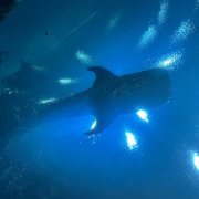 Georgia Aquarium photo submitted by Shalyn Mabritto