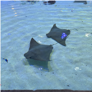 Georgia Aquarium photo submitted by Shalyn Mabritto