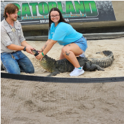 Gatorland photo submitted by Angela Rauch
