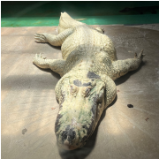 Gatorland photo submitted by Hayley Palmer