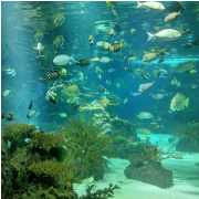 Ripley's Aquarium of the Smokies photo submitted by Sonya Shelby