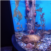 Ripley's Aquarium of the Smokies photo submitted by Sonya Shelby