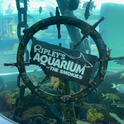 Ripley's Aquarium of the Smokies photo submitted by Sonya Shelby