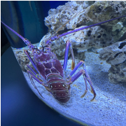 The Florida Aquarium photo submitted by Clarissa Sallye