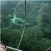 The Florida Aquarium photo submitted by Clarissa Sallye