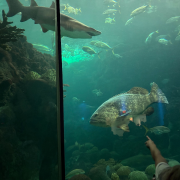 The Florida Aquarium photo submitted by Clarissa Sallye