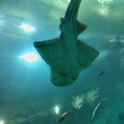 Georgia Aquarium photo submitted by Elizabeth Whitley