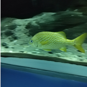 Georgia Aquarium photo submitted by Elizabeth Whitley